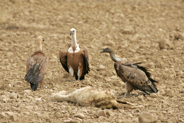 Group of vultures eating a sheep