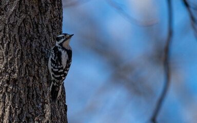 Downy woodpecker gazes into the forest