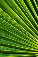 Struktura i desenie liści palmowych są niezwykle regularne © Tomasz
