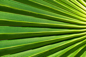Struktura i desenie liści palmowych są niezwykle regularne