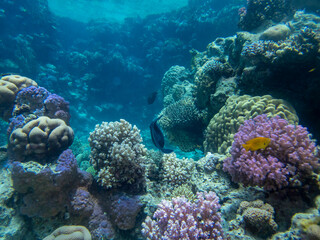 Plakat Fabulously beautiful view of the coral reef and its inhabitants in the Red Sea, Hurghada, Egypt