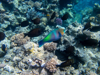 Obraz na płótnie Canvas Fabulously beautiful view of the coral reef and its inhabitants in the Red Sea, Hurghada, Egypt