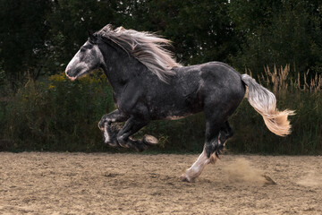 Obraz na płótnie Canvas Young grey shire horse running in gallop in the outdoor arena.