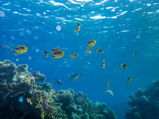 Fabulously beautiful view of the coral reef and its inhabitants in the Red Sea, Hurghada, Egypt