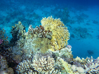 Naklejka na ściany i meble Fabulously beautiful view of the coral reef and its inhabitants in the Red Sea, Hurghada, Egypt