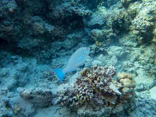 Fabulously beautiful view of the coral reef and its inhabitants in the Red Sea, Hurghada, Egypt