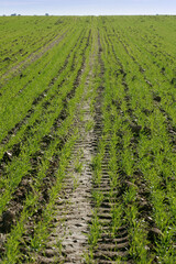 Fototapeta na wymiar General view of green crop field