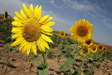 Field of sunflowers with blue sky background