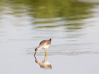 A Lesser Yellowlegs shorebird wading in a calm pond with reflection