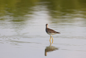 A Lesser Yellowlegs Shorebird standing in a pond with reflection