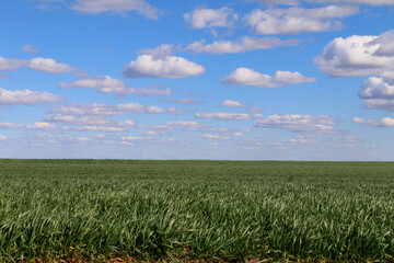 Fototapeta na wymiar harvest field farm farmland growing feed food farming land crop horizon cloudscape