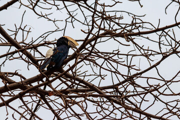 Silvery-cheeked hornbill (Bycanistes brevis) in Lake Manyara National Park, Tanzania