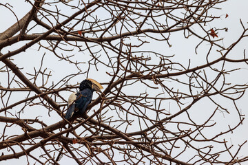 Silvery-cheeked hornbill (Bycanistes brevis) in Lake Manyara National Park, Tanzania