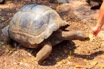 Obraz premium Person hand feeding aldabra giant tortoise on Prison island, Zanzibar in Tanzania