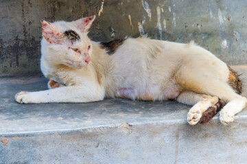 Stray hungry cat on the city street