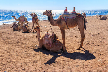 Camels on the shore of the Red Sea in the Gulf of Aqaba. Dahab, Egypt