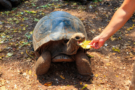 Person hand feeding aldabra giant tortoise on Prison island, Zanzibar in Tanzania