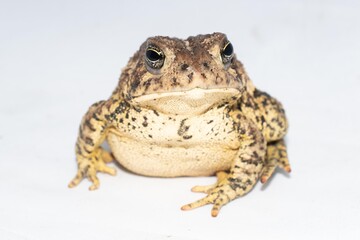 Toad on white background