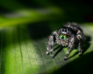 Jumping spider 