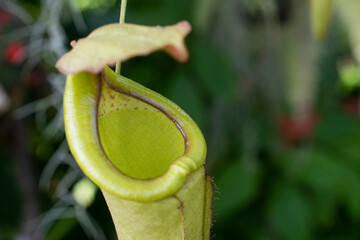 Pitcher plant 