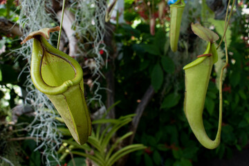 Pitcher plant 