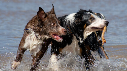 Dogs play in the water 