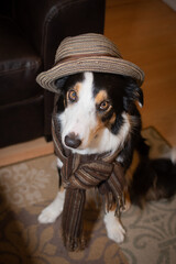 Dog in a hat 