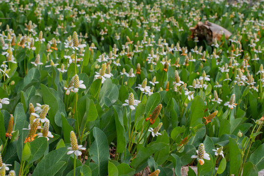 Yerba mansa