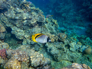 Fototapeta na wymiar Angelfish in the coral reef of the Red Sea, Hurghada, Egypt