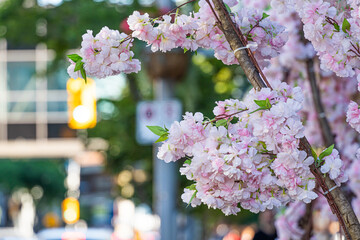 Cherry tree on a city street in downtown Winnipeg