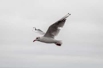 seagull in flight