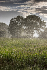 Obraz premium Rideau de pluie