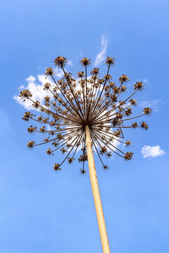 Silhouette of the dangerous dried hogweed plant aka cow parsnip (Heracléum sosnówskyi) on blue sky 
