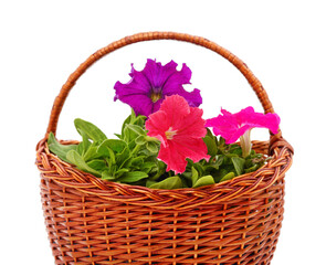 Fototapeta na wymiar Blooming petunia in a basket.