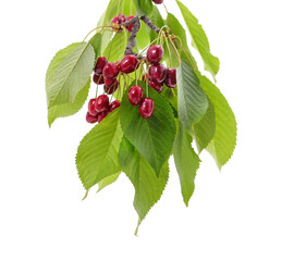 Cherries on a branch.