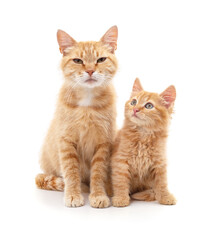 Obraz premium Mom cat with kitten.