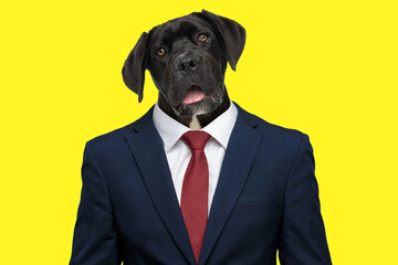 lazy labrador retriever dog wearing suit and panting while being bored