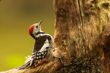 Great spotted woodpecker Dendrocopos major on the dry trunk