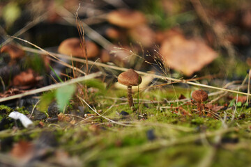 ściółka  2 © Joan