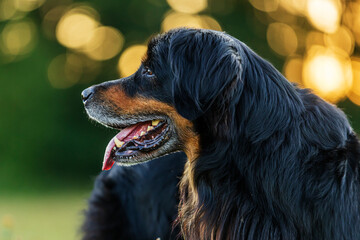male dog hovawart gold and black portrait with counter light