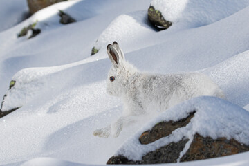 Lepre variabile © Damiano