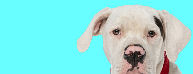 close up picture of american bulldog dog with red collar on blue background
