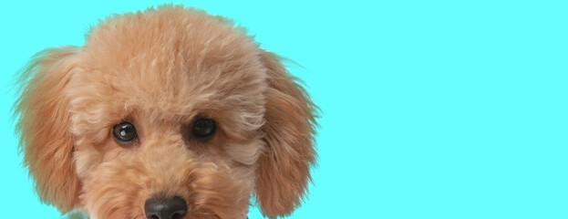 beautiful fluffy poodle dog with big ears on blue background