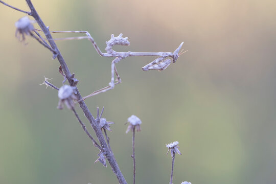 Empusa pennata, or the conehead mantis, is a species of praying mantis in genus Empusa native to the Mediterranean Region.