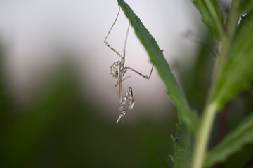 Empusa pennata, or the conehead mantis, is a species of praying mantis in genus Empusa native to the Mediterranean Region.