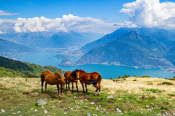Fototapeta na wymiar Horses on a prairie on Lake Como alps