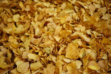 Autumnal background. Road covered with golden birch leaves