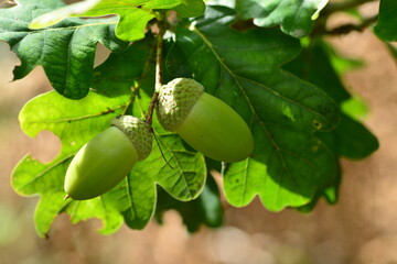 Oaks Acorns, Jersey, U.K. Late Summer fruit.