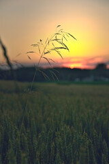 A blade of grass among the ears of wheat in the field. Sunset over the field.