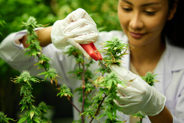 close up scientist cutting cannabis plants in the greenhouse